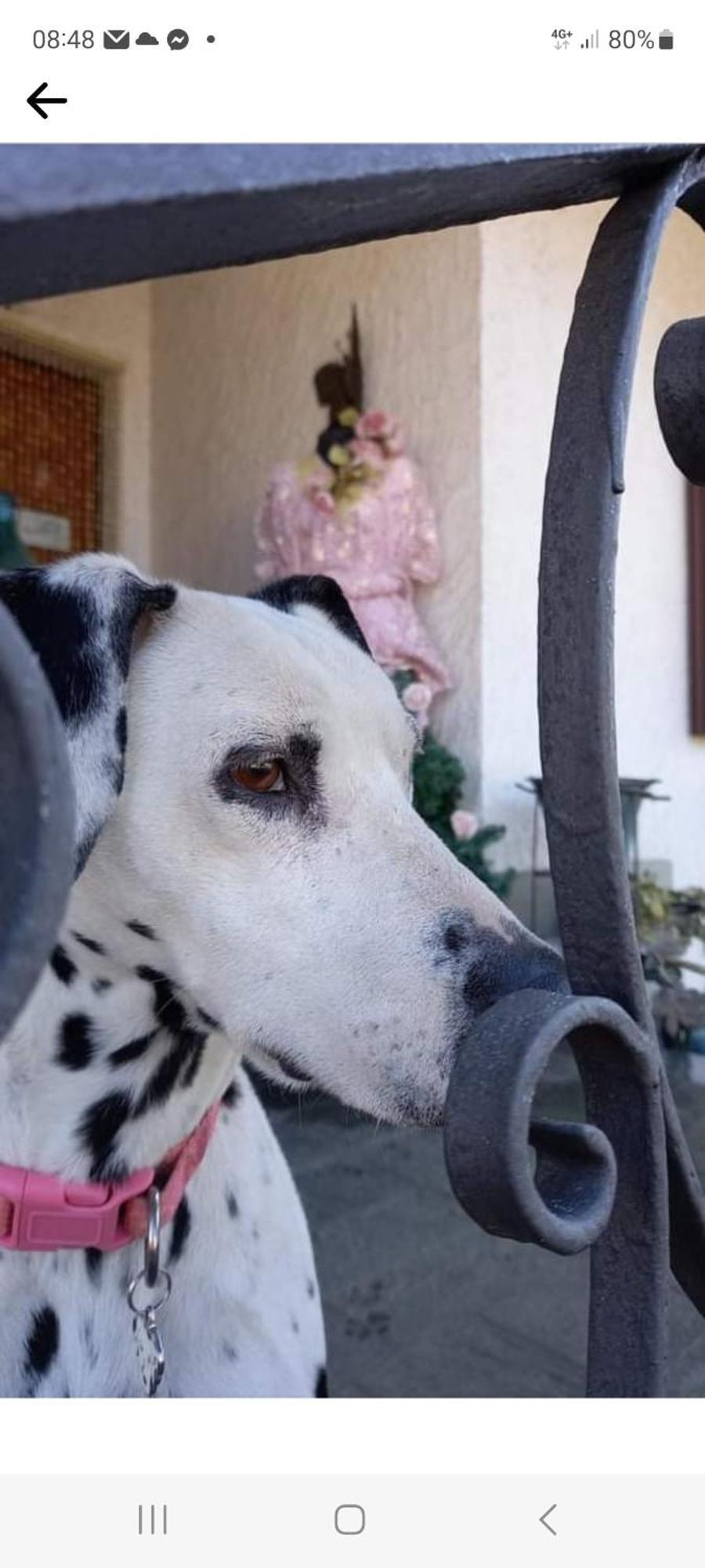 San Giusto Canavese B&B La Gerbolina المظهر الخارجي الصورة